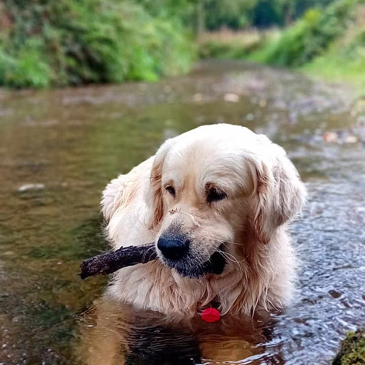 Shaun a rejoint le concours — aidez-le/la à gagner de superbes lots ! animal, canine, dog, face, goldenretriever, head, nature, outdoors, person, pet, photography, plant, pond, portrait, puppy, rock, terrier, tree, vegetation, water