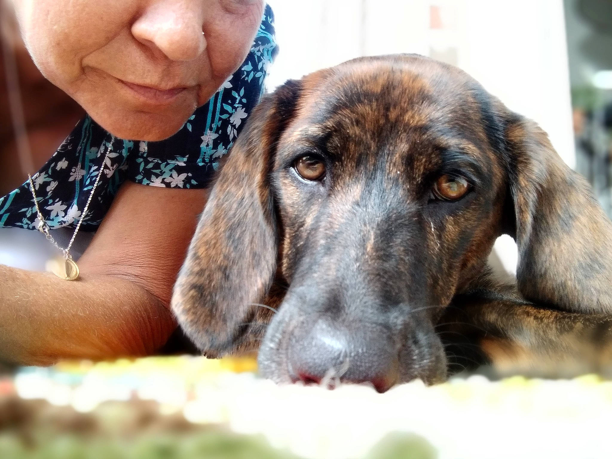 Lovebug is registered to the contest to win money with this photo: canidae, carnivore, companion_dog, dog, dog_breed, ear, fawn, fur, grass, guard_dog, happy, hunting_dog, liver, snout, sporting_group, whiskers, working_animal, working_dog