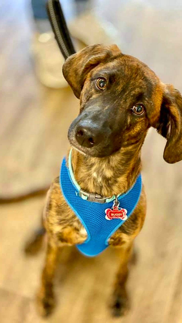 Lovebug is registered to the contest to win money with this photo: canidae, carnivore, collar, companion_dog, dog, dog_breed, dog_collar, fashion_accessory, fawn, fur, gun_dog, leash, liver, pet_supply, plant, snout, sporting_group, whiskers, working_animal