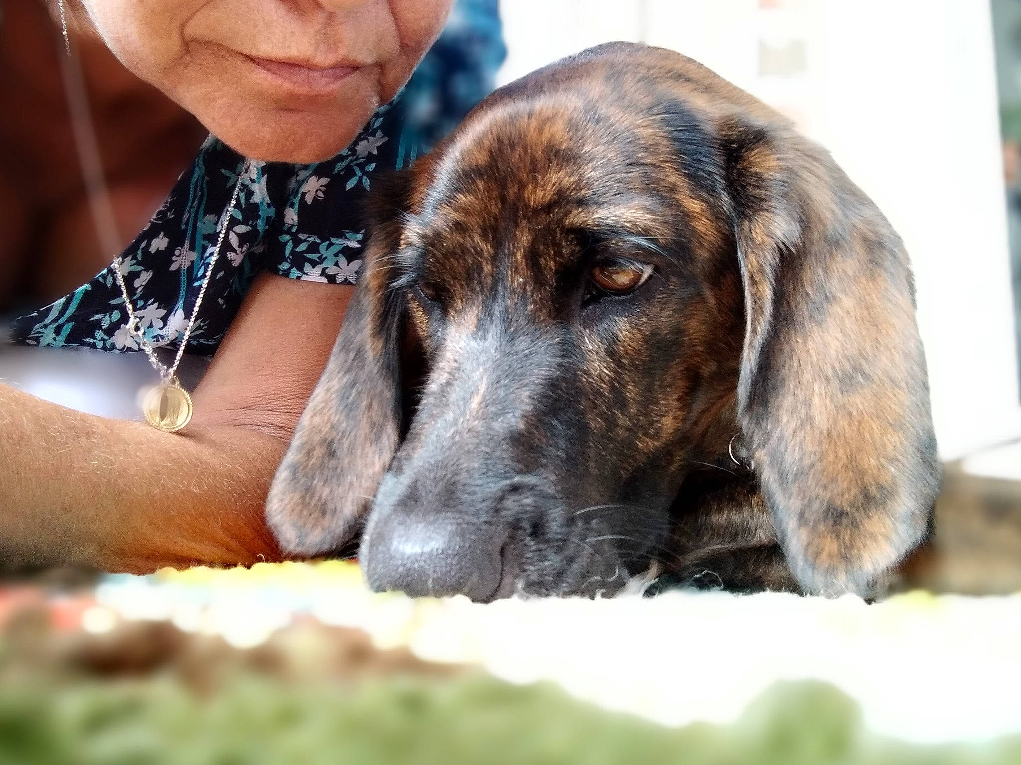 Lovebug joined the competition — help win amazing prizes! canidae, carnivore, companion_dog, dog, dog_breed, ear, event, fur, happy, hunting_dog, liver, snout, sporting_group, terrestrial_animal, whiskers, working_animal