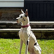 Echo joined the competition — help win amazing prizes! dog, great_dane, sitting, grass, outdoor, pet, animal, collar, black_and_white, sunlight, steps, stone, fence, alert, canine, domestic_animal, side_view, large_dog, quiet, daytime
