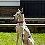 dog, great_dane, sitting, grass, outdoor, pet, animal, collar, black_and_white, sunlight, steps, stone, fence, alert, canine, domestic_animal, side_view, large_dog, quiet, daytime