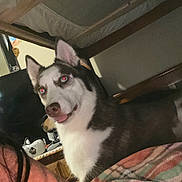 Artemis is registered to the contest to win money with this photo: dog, husky, indoor, bed_frame, blanket, furniture, pet, animal, canine, red_eye, tongue_out, household_items, wooden, cozy, plaid, fur, ears, snout, shadow, carpet