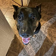 Jack joined the competition — help win amazing prizes! dog, black_dog, pet, canine, indoor, tile_floor, happy, looking_up, tongue_out, ears_up, animal, companion, friendly, smiling, close_up, floor_tiles, domestic, curious, cute, mammal