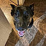dog, black_dog, pet, canine, indoor, tile_floor, happy, looking_up, tongue_out, ears_up, animal, companion, friendly, smiling, close_up, floor_tiles, domestic, curious, cute, mammal