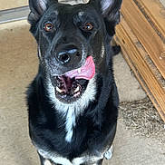 Minerva is registered to the contest to win money with this photo: dog, black_dog, tan_markings, tongue_out, licking, ears_up, pet, animal, canine, porch, wooden_furniture, floor, happy, playful, close_up, domestic_animal, looking_up, outdoor, house, companion