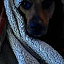 dog, blanket, cozy, wrapped, texture, snug, pet, indoor, closeup, face, fur, warm, comfort, resting, animal, soft, brown, black, portrait, cute