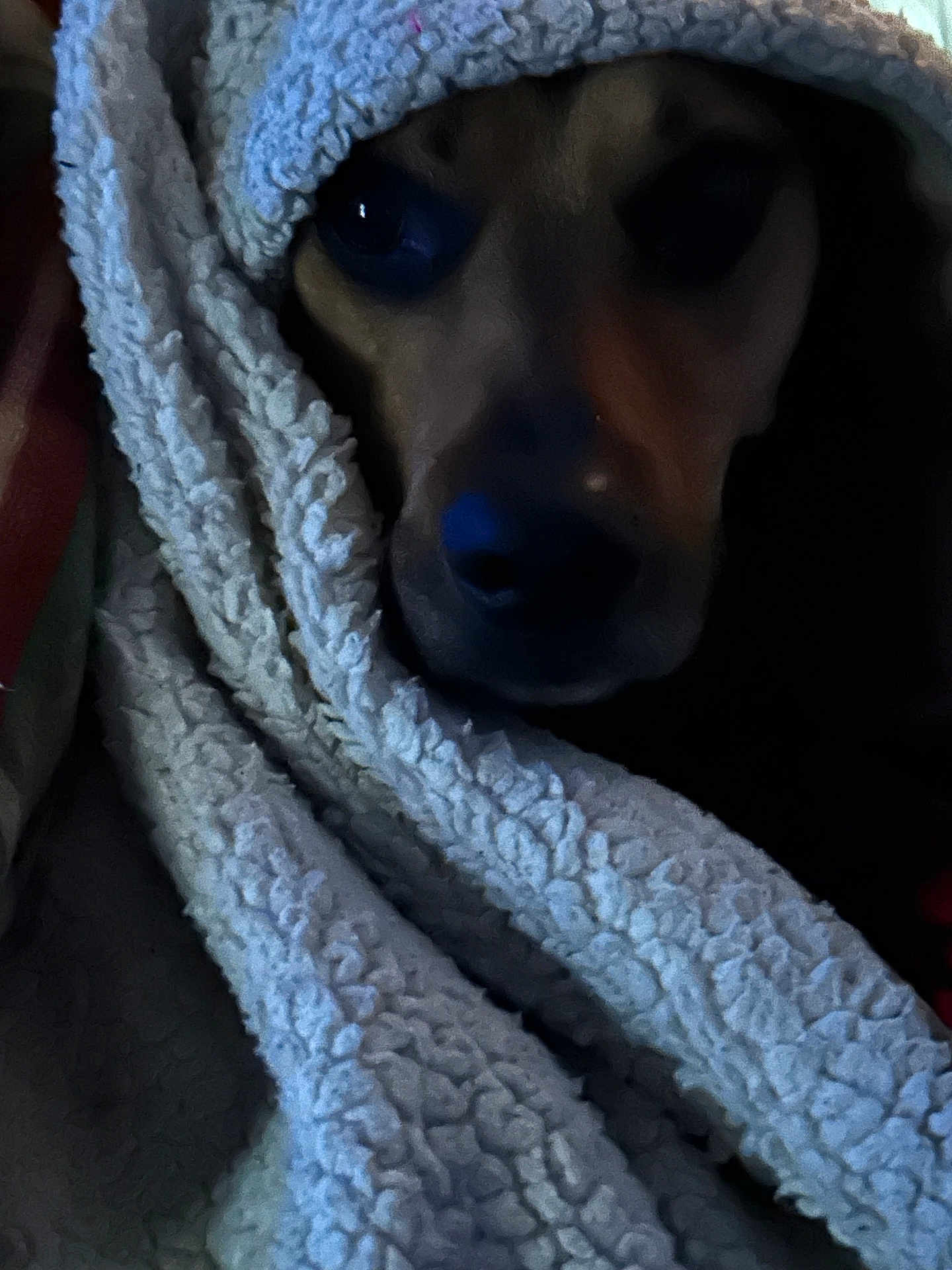 Lulu is registered to the contest to win money with this photo: dog, blanket, cozy, wrapped, texture, snug, pet, indoor, closeup, face, fur, warm, comfort, resting, animal, soft, brown, black, portrait, cute