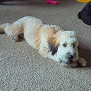 Jewel joined the competition — help win amazing prizes! dog, carpet, indoor, pet_toy, light_colored_dog, fluffy_dog, playful, curious, pet, laying_down, animal, home, floor, toy, relaxed, cute, domestic_animal, fur, canine, companion