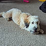 dog, carpet, indoor, pet_toy, light_colored_dog, fluffy_dog, playful, curious, pet, laying_down, animal, home, floor, toy, relaxed, cute, domestic_animal, fur, canine, companion