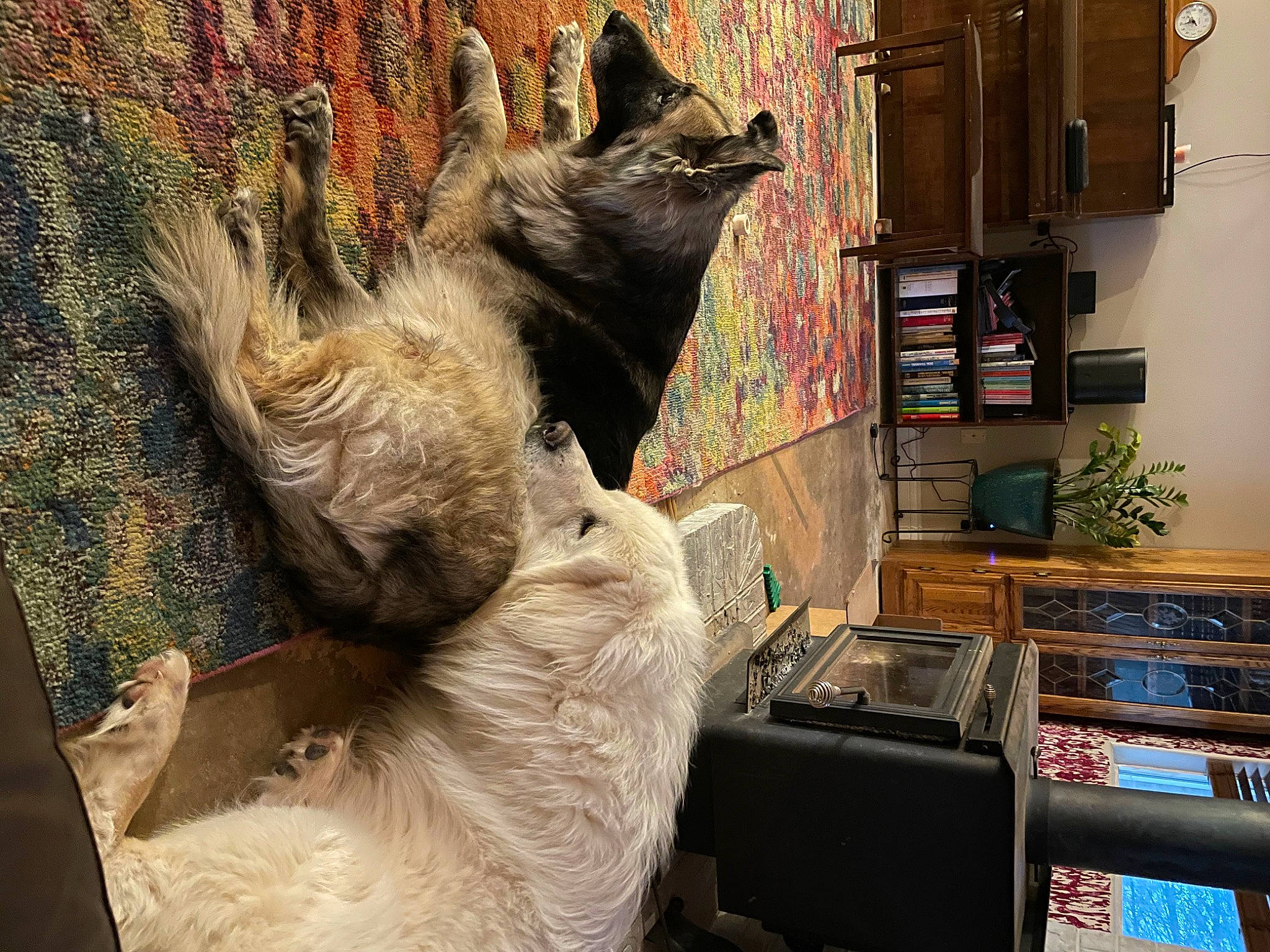 Shyander is registered to the contest to win money with this photo: bookcase, canidae, carnivore, cat, claw, dog_breed, fawn, felidae, fur, houseplant, paw, shelf, shelving, small_to_medium_sized_cats, snout, sporting_group, tail, terrestrial_animal, whiskers, wood