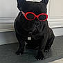 dog, french_bulldog, sunglasses, black_dog, pet, indoor, mat, floor, white_wall, portrait, cute, animal, fashion, accessory, sitting, paw, canine, companion, pet_accessory, funny