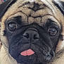 dog, pug, close_up, tongue_out, pet, animal, face, wrinkles, cute, muzzle, fur, black_nose, ears, expression, domestic_animal, canine, portrait, indoor, adorable, friendly