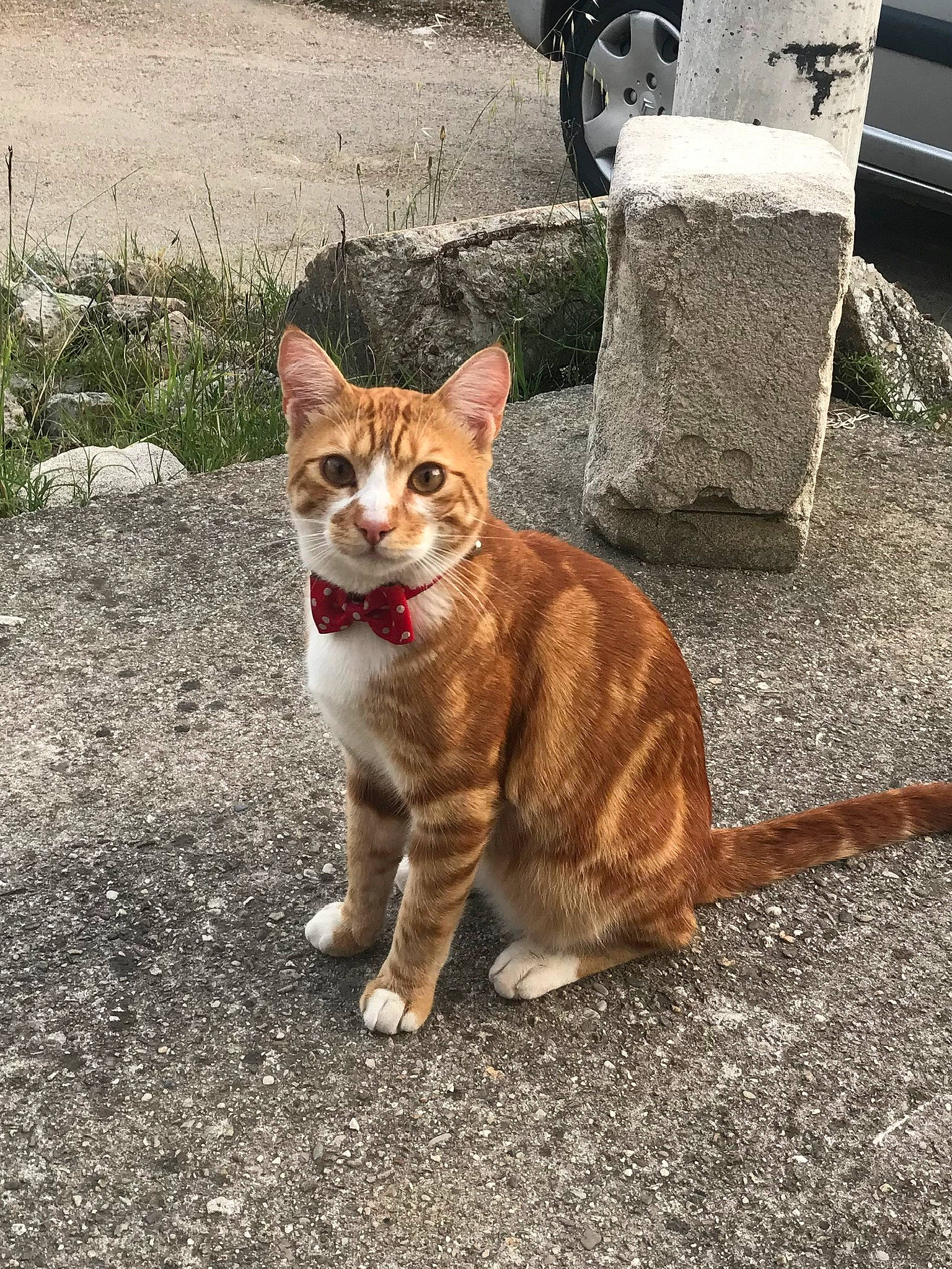 Clyde a rejoint le concours — aidez-le/la à gagner de superbes lots ! asphalt, automotive_tire, carnivore, cat, domestic_short_haired_cat, eye, fawn, felidae, grass, plant, road, road_surface, sidewalk, small_to_medium_sized_cats, snout, tail, terrestrial_animal, tire, wheel, whiskers