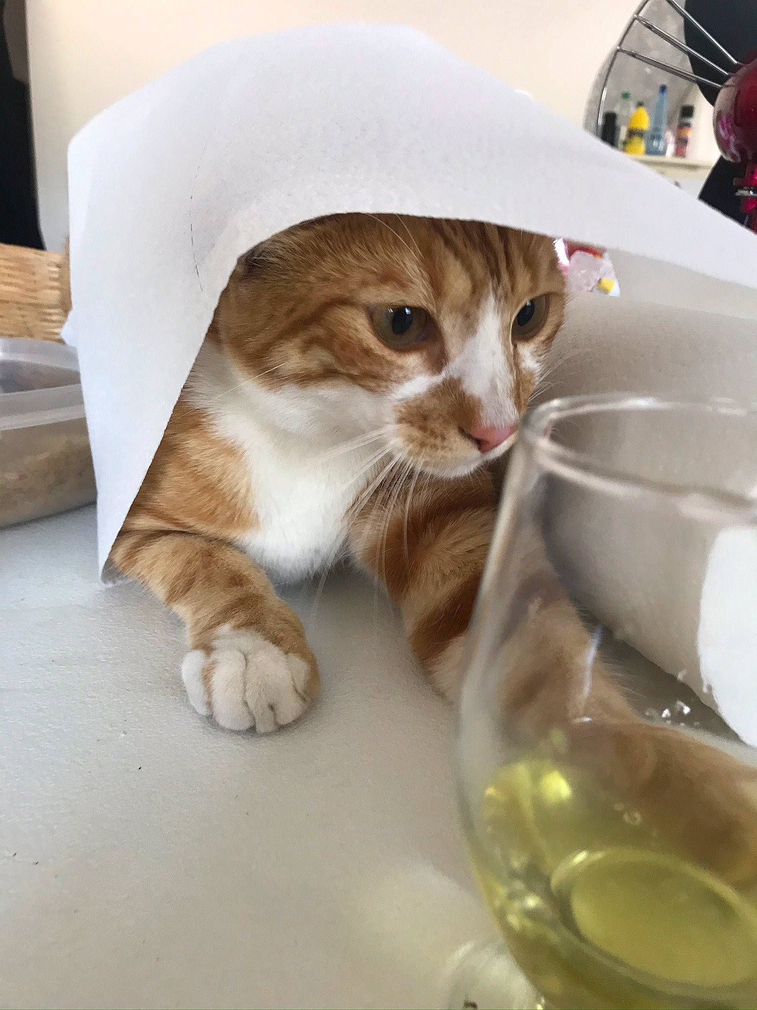 Clyde a rejoint le concours — aidez-le/la à gagner de superbes lots ! barware, carnivore, cat, cat_supply, domestic_short_haired_cat, drinkware, fawn, felidae, fluid, food, ingredient, liquid, pet_food, pet_supply, serveware, small_to_medium_sized_cats, snout, stemware, tableware, whiskers