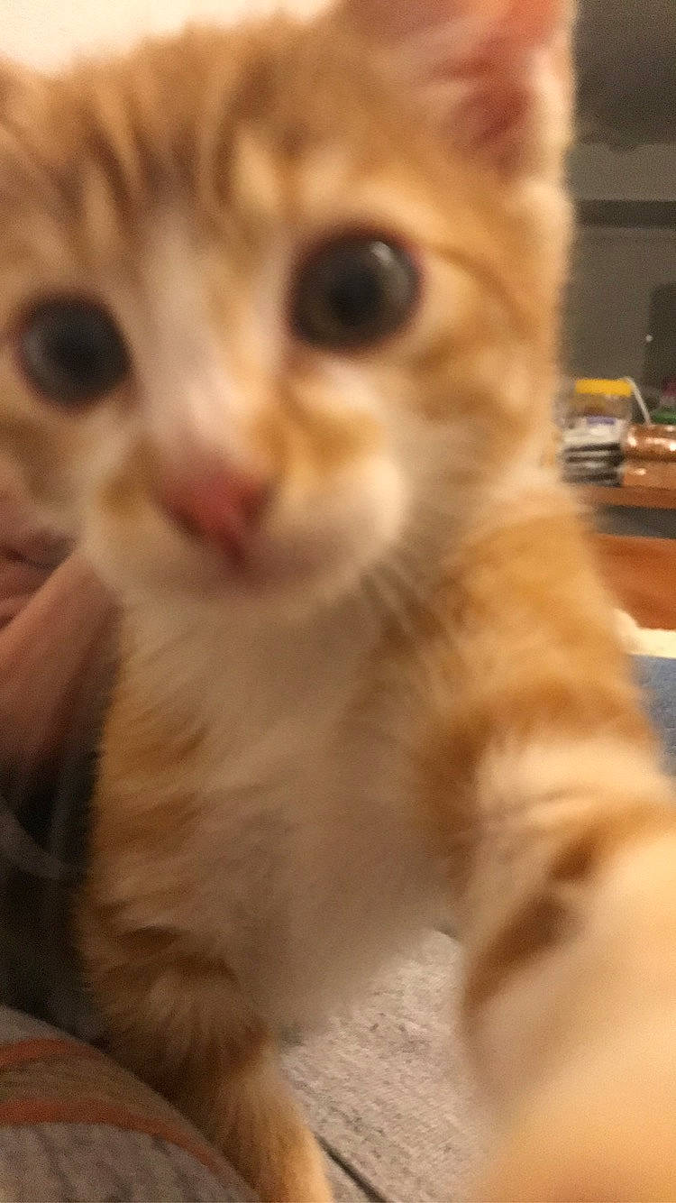 Clyde a rejoint le concours — aidez-le/la à gagner de superbes lots ! carnivore, cat, claw, domestic_short_haired_cat, ear, eye, eyebrow, fawn, felidae, fur, head, nose, paw, photo_caption, small_to_medium_sized_cats, snout, tail, whiskers