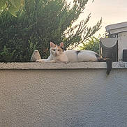 Mimine participe au concours pour gagner de l'argent avec cette photo : cat, animal, pet, feline, white_cat, orange_markings, lying_down, rooftop, wall, outdoor, garden, hedge, house, building, architecture, tail, ears, whiskers, daylight, portrait