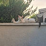 cat, animal, pet, feline, white_cat, orange_markings, lying_down, rooftop, wall, outdoor, garden, hedge, house, building, architecture, tail, ears, whiskers, daylight, portrait