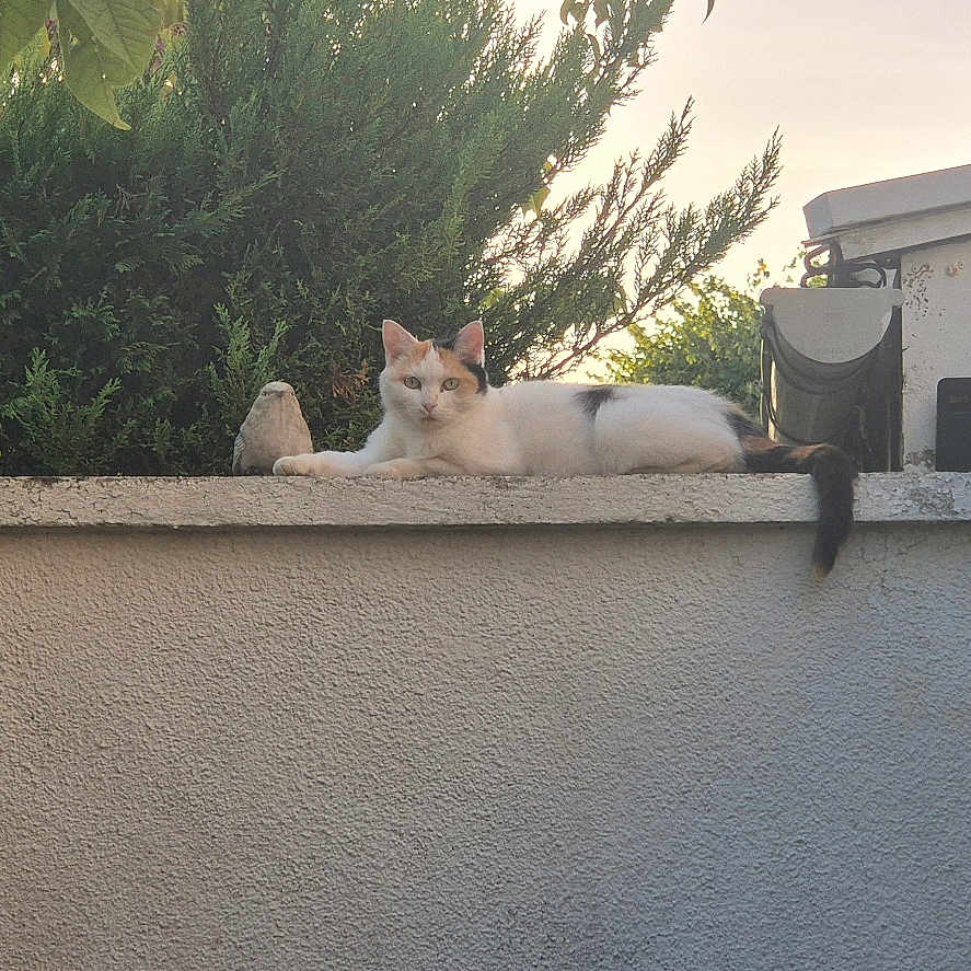 Mimine participe au concours pour gagner de l'argent avec cette photo : cat, animal, pet, feline, white_cat, orange_markings, lying_down, rooftop, wall, outdoor, garden, hedge, house, building, architecture, tail, ears, whiskers, daylight, portrait
