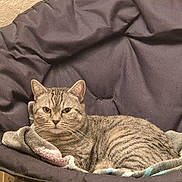 Chipie a rejoint le concours — aidez-le/la à gagner de superbes lots ! blanket, cat, chair, cozy, cushion, ears, furniture, green_eyes, indoor, living_room, looking_at_camera, papasan_chair, pet, portrait, relaxed, striped_fur, tabby_cat, textured_wall, towel, whiskers