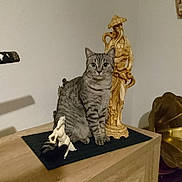 Chippie a rejoint le concours — aidez-le/la à gagner de superbes lots ! animal, cat, curious, decor, domestic_cat, furniture, golden_statue, household, indoor, looking_at_camera, ornament, pet, portrait, shadow, still_life, striped_fur, tabby_cat, vintage_gramophone, white_horse_figurine, wooden_dresser
