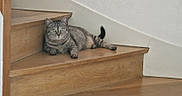 Chippie participe au concours pour gagner de l'argent avec cette photo : abyssinian, animal, architecture, box, building, cat, drawer, furniture, hardwood, house, housing, indoors, interiordesign, kitten, manx, pet, plywood, stainedwood, staircase, wood
