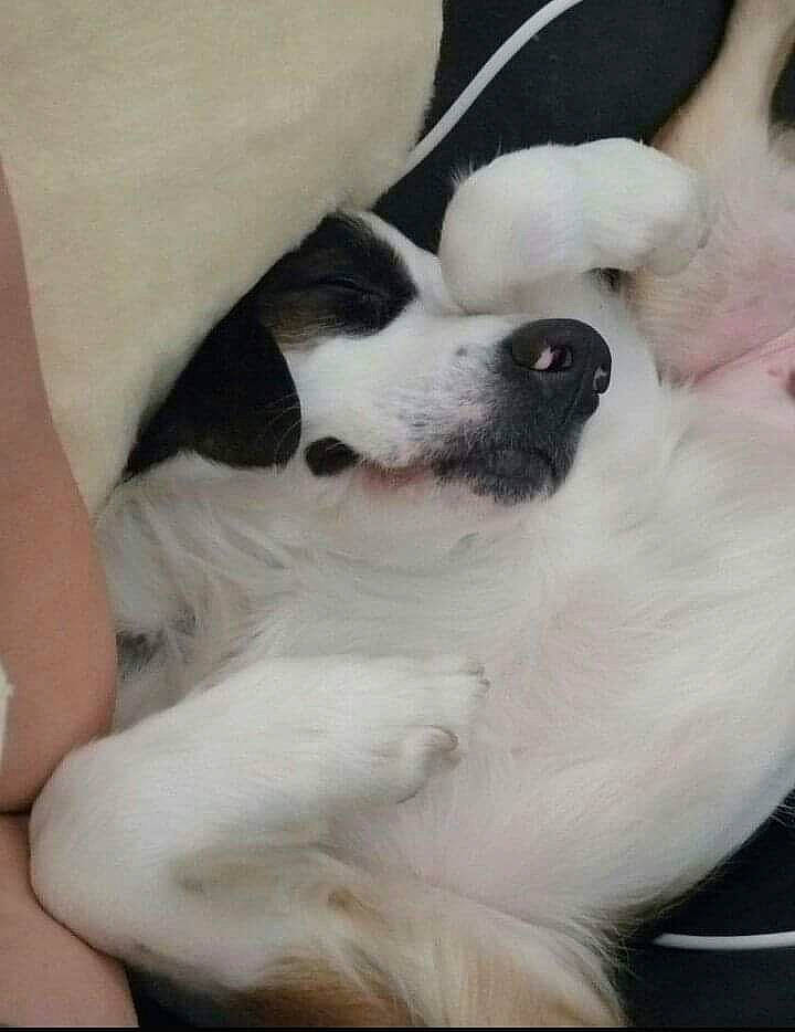 Sushi participe au concours pour gagner de l'argent avec cette photo : canidae, carnivore, companion_dog, dog, dog_breed, jack_russell_terrier, mammal, nose, parson_russell_terrier, paw, puppy, puppy_love, russell_terrier, sporting_group, vertebrate