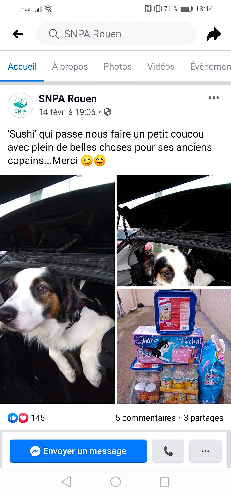 Sushi a rejoint le concours — aidez-le/la à gagner de superbes lots ! canidae, carnivore, companion_dog, dog, dog_breed, photo_caption, puppy, sporting_group