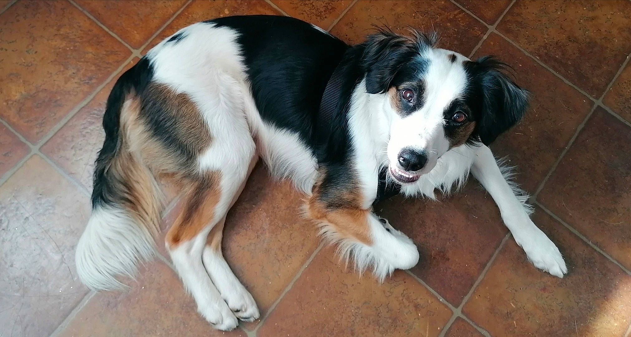 Sushi participe au concours pour gagner de l'argent avec cette photo : australian_collie, border_collie, canidae, carnivore, companion_dog, dog, dog_breed, drentse_patrijshond, english_shepherd, kooikerhondje, mammal, miniature_australian_shepherd, phalene, rare_breed_dog, small_greek_domestic_dog, spaniel, sporting_group, stabyhoun, vertebrate, welsh_sheepdog