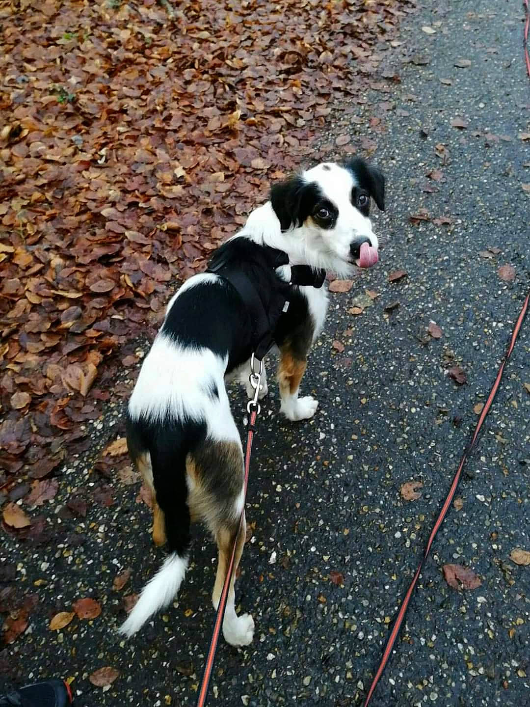 Sushi participe au concours pour gagner de l'argent avec cette photo : appenzeller_sennenhund, border_collie, canidae, carnivore, companion_dog, dog, dog_breed, english_shepherd, entlebucher_mountain_dog, greater_swiss_mountain_dog, mammal, sporting_group, tail, vertebrate, welsh_sheepdog, working_dog