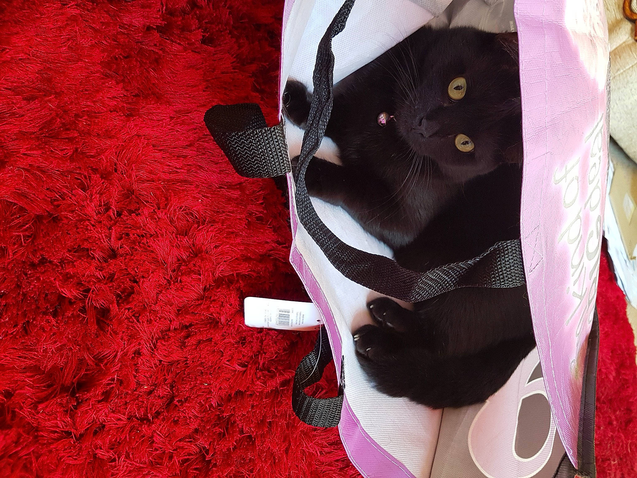 Inky is registered to the contest to win money with this photo: bag, button, carmine, collar, dress, dress_shirt, fashion_accessory, feather, formal_wear, fur, headgear, linens, magenta, pattern, petal, pink, ribbon, sleeve, sportswear, tartan