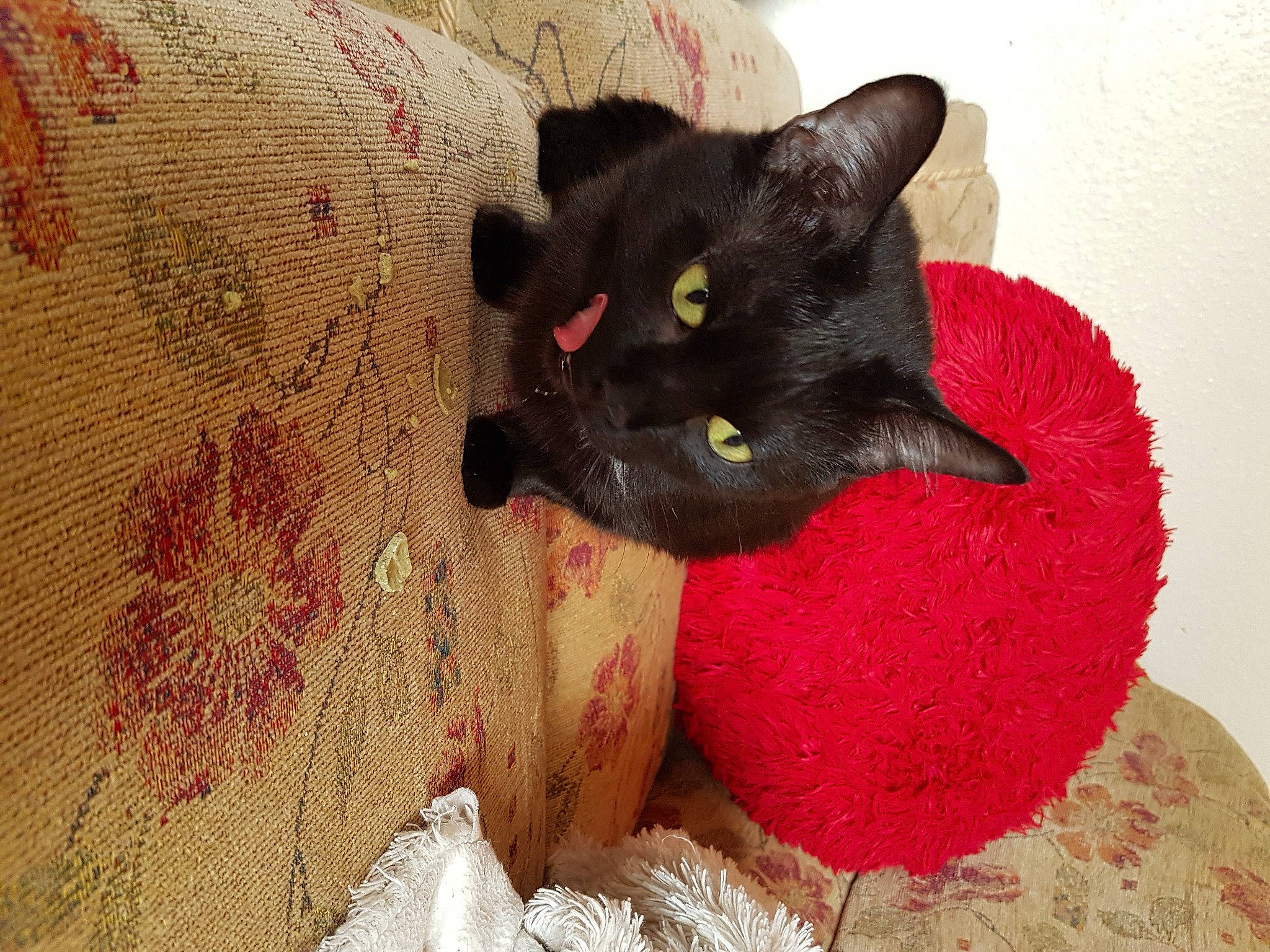 Inky joined the competition — help win amazing prizes! art, black_cat, bombay, carmine, carnivore, cat, cat_bed, cat_supply, claw, domestic_short_haired_cat, felidae, fur, pattern, paw, pet_supply, small_to_medium_sized_cats, snout, tail, whiskers, wood