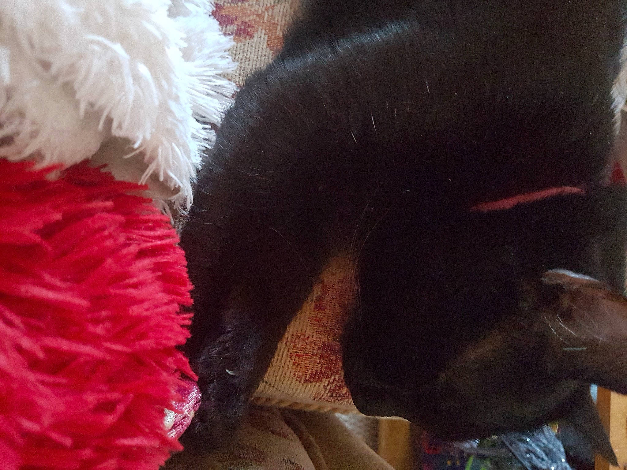 Inky joined the competition — help win amazing prizes! canidae, cap, carmine, carnivore, claw, dog_breed, fashion_accessory, fur, human_leg, magenta, natural_material, snout, sporting_group, tail, terrestrial_animal, wool, working_animal