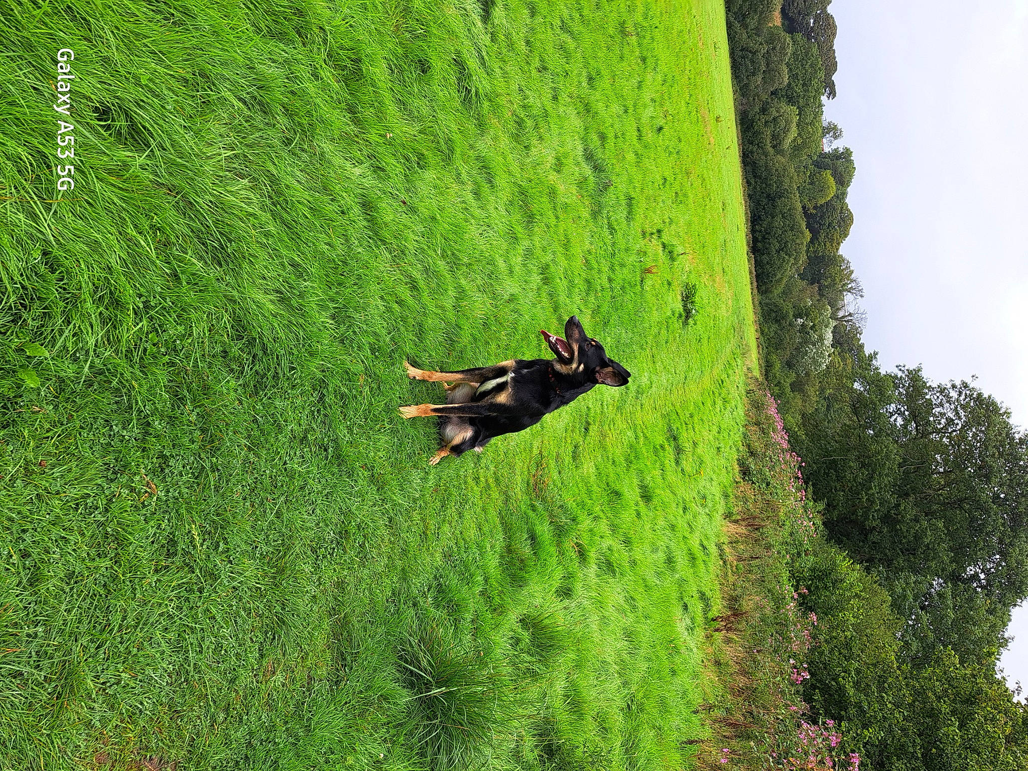 Bruno is registered to the contest to win money with this photo: biome, field, grass, grass_family, grassland, groundcover, landscape, lawn, leaf, meadow, natural_landscape, people_in_nature, plant, shrub, sky, slope, tree, trunk, wood, woody_plant