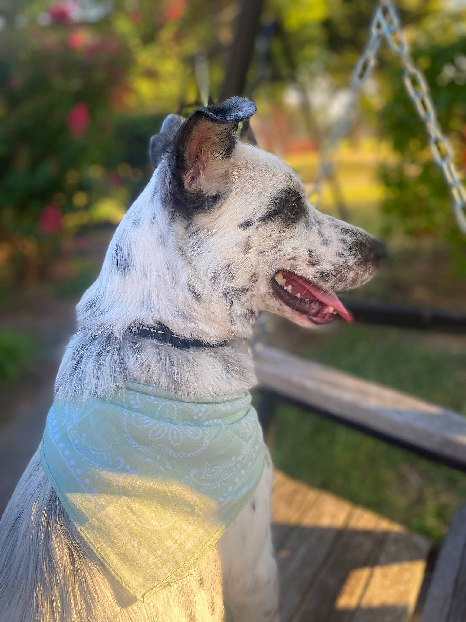 Happy is registered to the contest to win money with this photo: canidae, carnivore, collar, companion_dog, dog, dog_breed, dog_collar, dog_supply, fang, fence, fur, grass, leash, pet_supply, plant, snout, sporting_group, whiskers, working_animal, working_dog