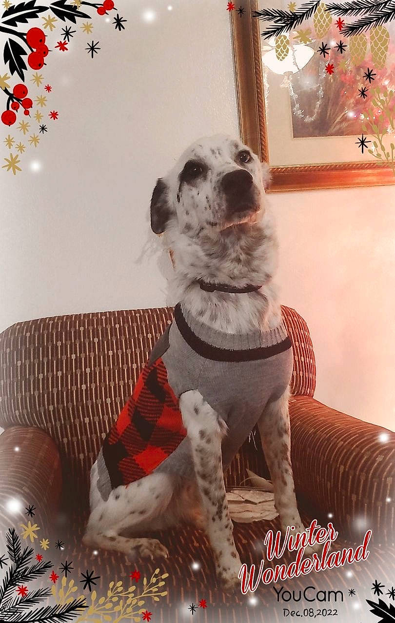 Happy joined the competition — help win amazing prizes! canidae, carnivore, comfort, companion_dog, couch, dog, dog_breed, dog_clothes, dog_supply, fawn, fur, living_room, mammal, pet_supply, picture_frame, room, snout, sporting_group, toy, working_animal