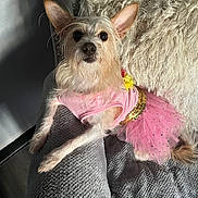 Sugar joined the competition — help win amazing prizes! animal, cushion, cute, decor, dog, ears, fur, furniture, home, indoor, light_and_shadow, pet, pillow, pink_clothing, relaxed, resting, seated, small_dog, soft_texture, tutu