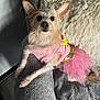 animal, cushion, cute, decor, dog, ears, fur, furniture, home, indoor, light_and_shadow, pet, pillow, pink_clothing, relaxed, resting, seated, small_dog, soft_texture, tutu