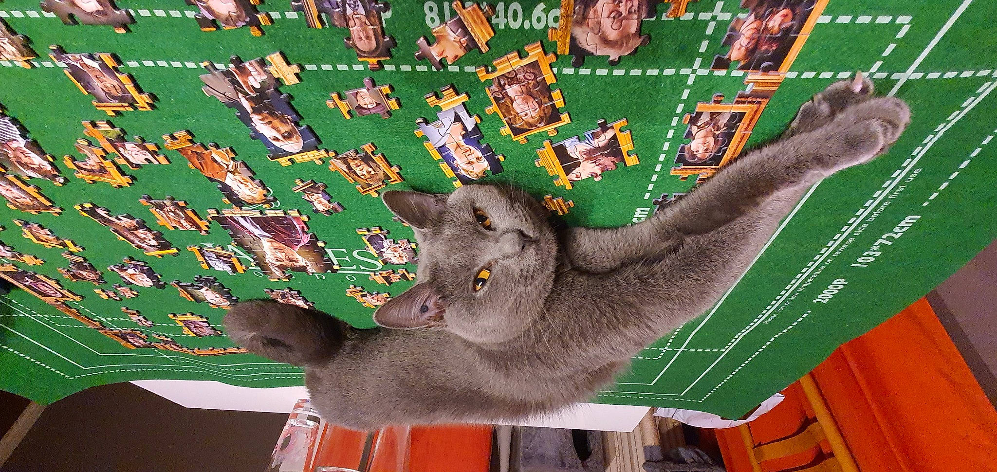 R'Mione participe au concours pour gagner de l'argent avec cette photo : baize, carnivore, cat, domestic_short_haired_cat, felidae, fur, games, grass, green, groundcover, marsupial, small_to_medium_sized_cats, terrestrial_animal, urban_design, whiskers, working_animal