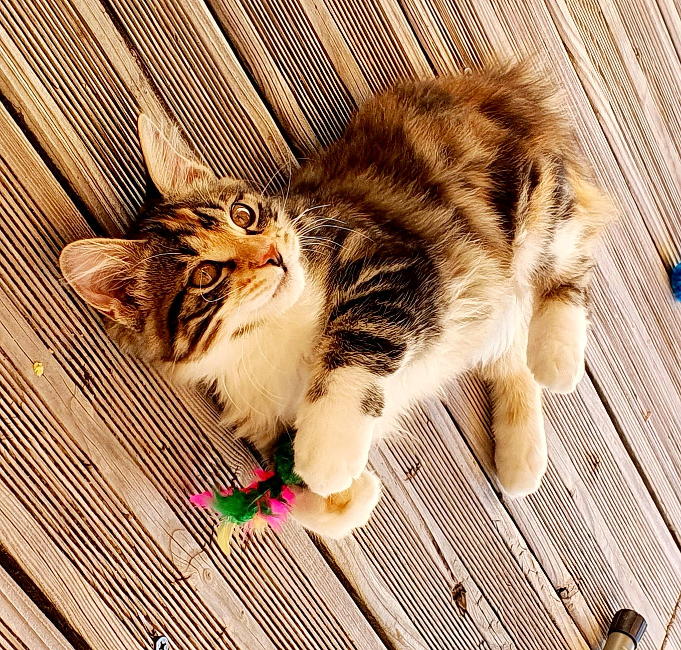 Shaka participe au concours pour gagner de l'argent avec cette photo : carnivore, cat, claw, comfort, domestic_short_haired_cat, felidae, flooring, foot, fur, paw, photo_caption, sitting, small_to_medium_sized_cats, snout, tail, terrestrial_animal, whiskers, window, wood