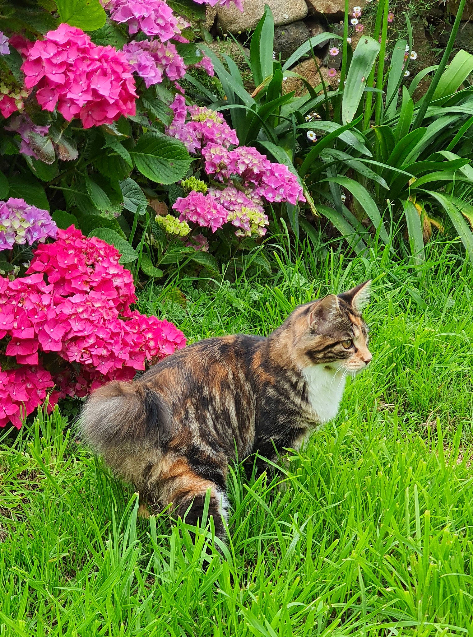 Shaka participe au concours pour gagner de l'argent avec cette photo : carnivore, cat, felidae, flower, flowering_plant, grass, grass_family, groundcover, herbaceous_plant, landscape, leaf, petal, plant, shrub, small_to_medium_sized_cats, tail, terrestrial_animal, terrestrial_plant, vegetation, whiskers