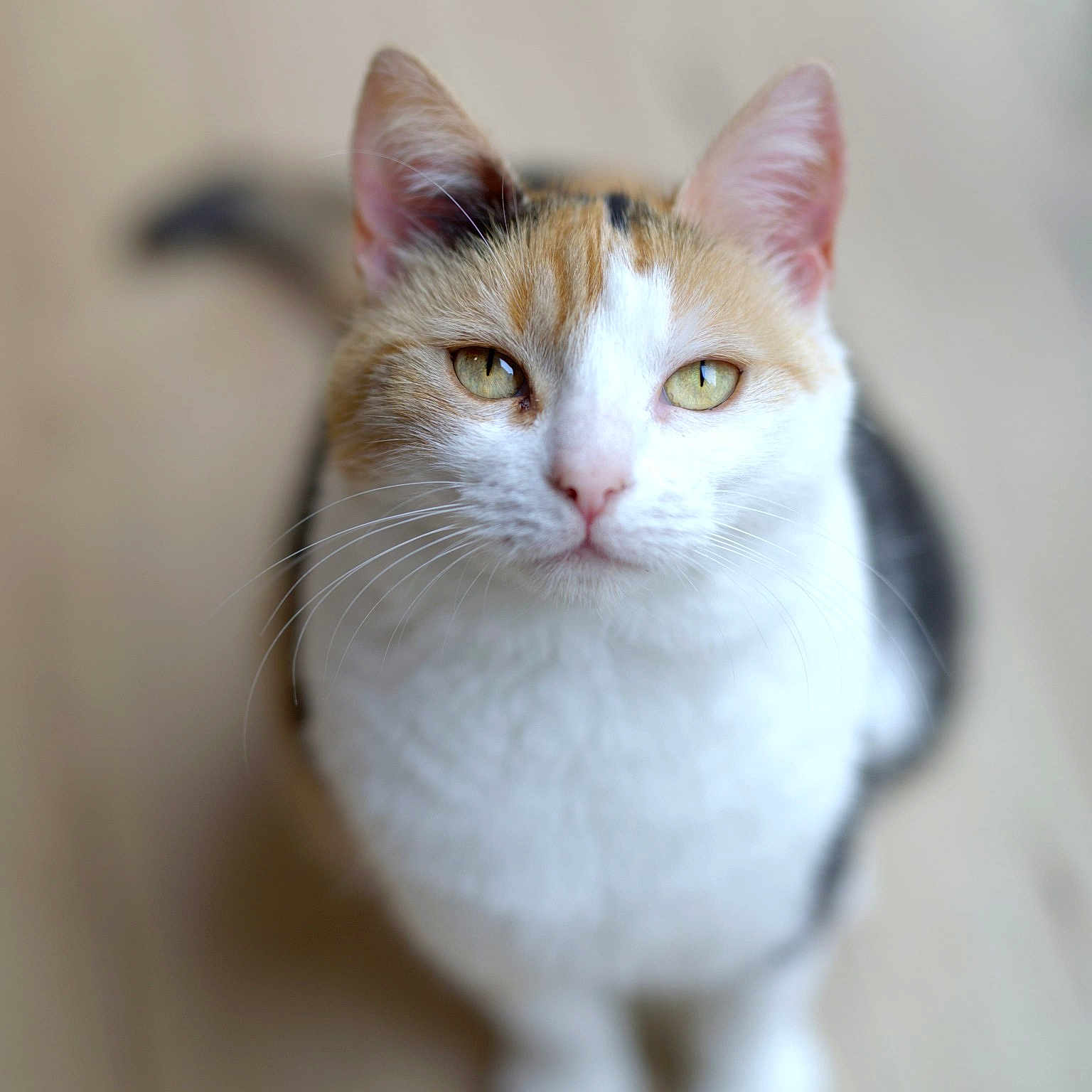 Pucci a rejoint le concours — aidez-le/la à gagner de superbes lots ! animal, bokeh, calico, cat, close_up, curious, cute, domestic_animal, ears, eyes, feline, friendly, fur, indoor, looking_up, mammal, pet, portrait, soft_focus, whiskers