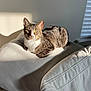 cat, tabby, sunlight, blanket, indoor, pet, feline, relaxed, cozy, cream_color, fur, whiskers, animal, resting, soft_texture, window, shadow, domestic, comfort, portrait