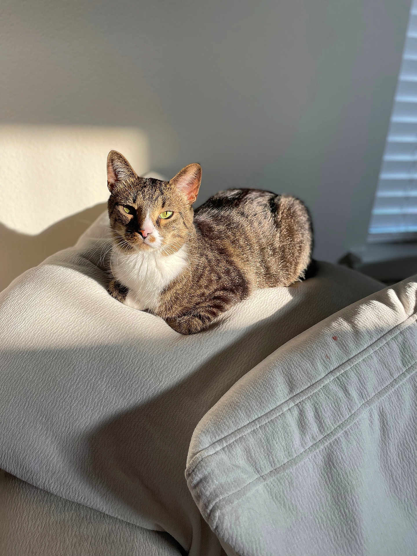 Reese is registered to the contest to win money with this photo: cat, tabby, sunlight, blanket, indoor, pet, feline, relaxed, cozy, cream_color, fur, whiskers, animal, resting, soft_texture, window, shadow, domestic, comfort, portrait