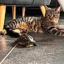 animal, black, brown, cat, couch, curious, floor, furniture, grey, indoor, legs, mammal, pet, reptile, resting, striped, tabby_cat, tile, turtle, wood