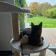 Alyos participe au concours pour gagner de l'argent avec cette photo : cat, tabby, cat_tree, window, backyard, grass, trees, autumn, leaves, indoor, pet, feline, toy, heart_shaped, wooden_deck, nature, relaxing, animal, house, daytime