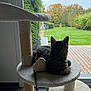 cat, tabby, cat_tree, window, backyard, grass, trees, autumn, leaves, indoor, pet, feline, toy, heart_shaped, wooden_deck, nature, relaxing, animal, house, daytime