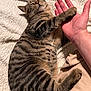 animal, blanket, cat, closeup, comfort, cozy, cute, feline, friendship, fur, hand, human, indoor, paw, pet, relaxed, resting, striped, tabby, touch