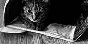 Alyos a rejoint le concours — aidez-le/la à gagner de superbes lots ! cat, tabby_cat, pet, animal, indoor, wooden_floor, cozy, bed, tunnel, black_and_white, texture, fur, face, curious, resting, domestic_cat, closeup, whiskers, ears, soft_light