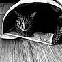 cat, tabby_cat, pet, animal, indoor, wooden_floor, cozy, bed, tunnel, black_and_white, texture, fur, face, curious, resting, domestic_cat, closeup, whiskers, ears, soft_light